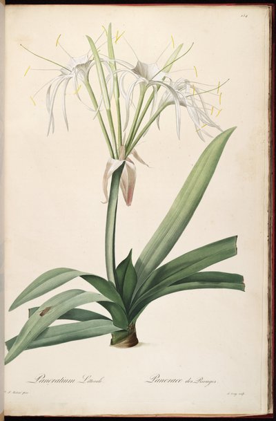 Hymenocallis littoralis 作： Pierre Joseph Redouté